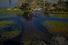 Botswana-Okavango Delta-Okavango Big Five Safari